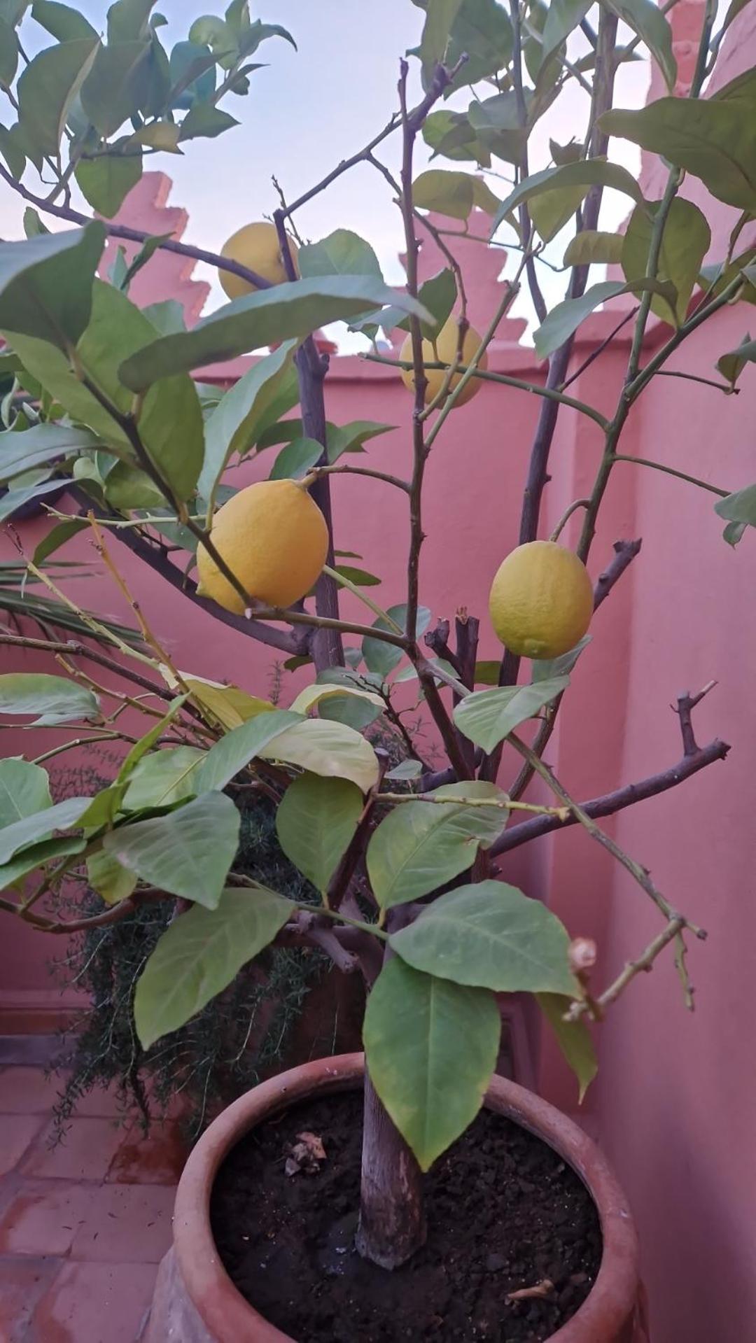 Riad Les Nuits De Marrakech Marrakesh Exterior photo Lemon tree