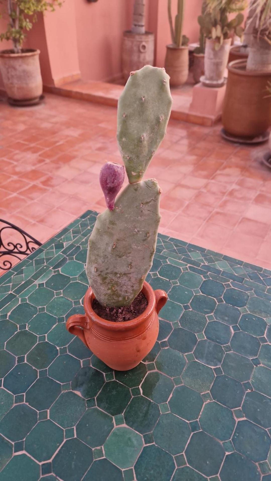 Riad Les Nuits De Marrakech Marrakesh Exterior photo Opuntia ficus-indica
